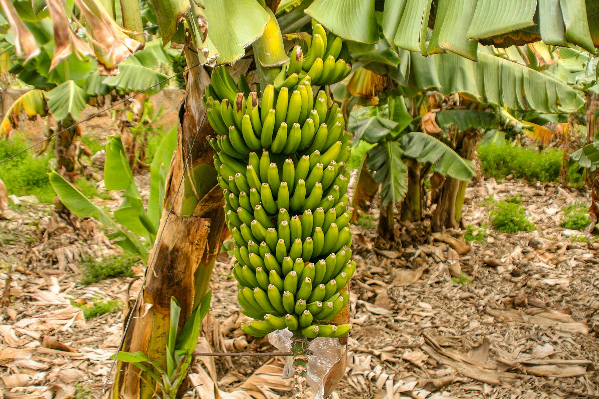 Банан это трава фрукт овощ или ягода. Банан рослина Африка. Квинсленд банановые плантации. Бананы в тропическом лесу. Банановое растение.